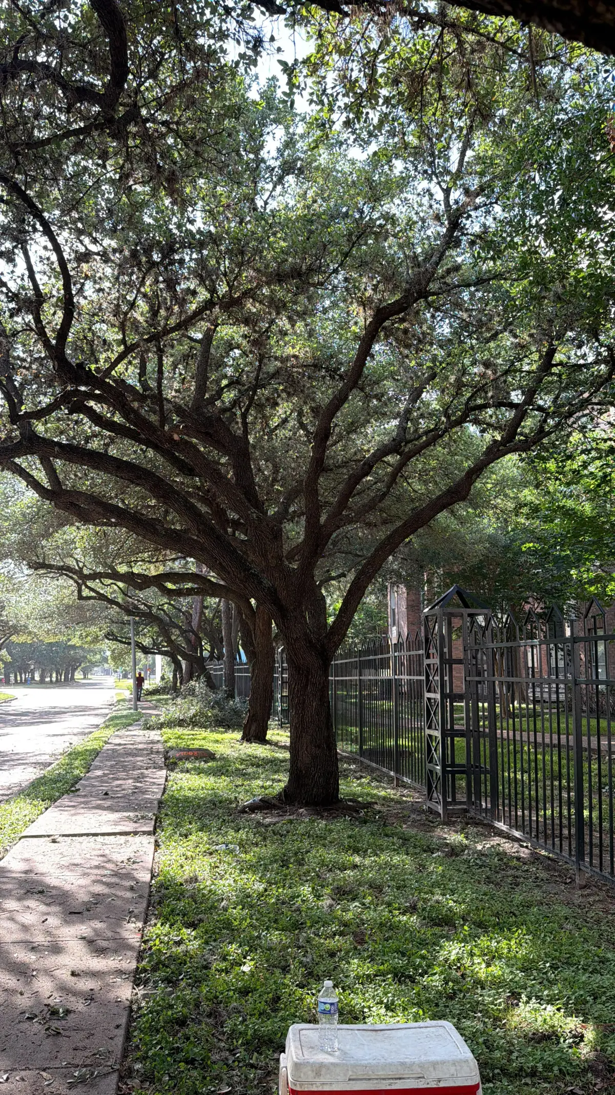 Luxury Tree Trimming by Blossom Exteriors